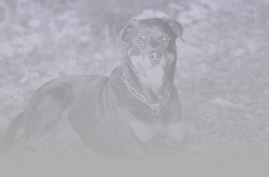 Hundeschule in Villingen Schwenningen
